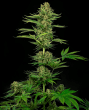 Satin Black Domina CBD Feminised (Sensi Seeds)