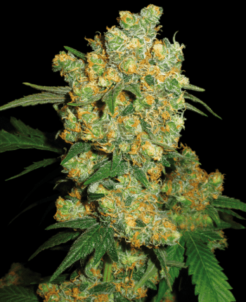Big Bud Feminised (Sensi Seeds)