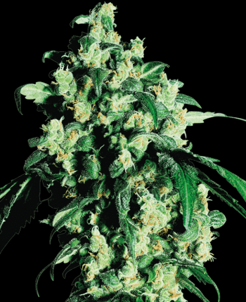 Super Skunk Feminised  (Sensi Seeds)