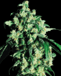 Super Skunk Feminised  (Sensi Seeds)