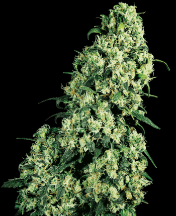 Skunk #1 Feminised  (Sensi Seeds)