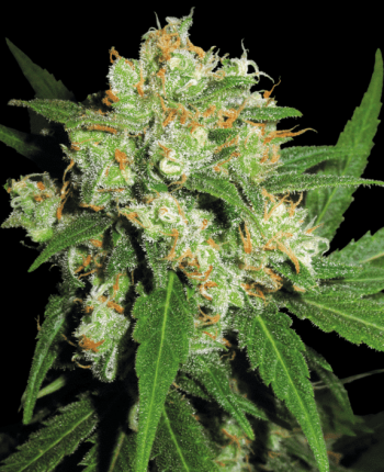 Sensi Skunk Feminised (Sensi Seeds)