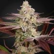 Chemical Bride Feminised (Green House Seeds)