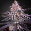King's Juice Feminised  (Green House Seeds)