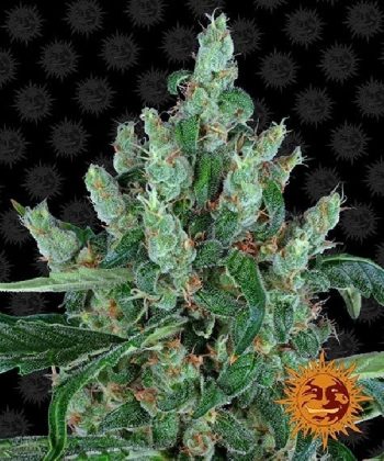 Laughing Buddha Feminised (Barneys Farm Seeds)