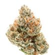 Chocolate Sherbet Feminised (Growers Choice Seeds)