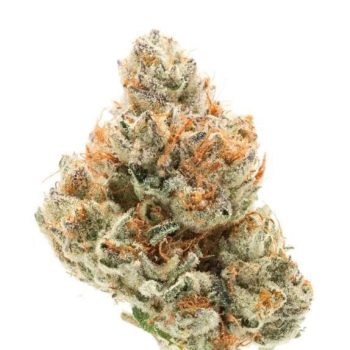 Chocolate Sherbet Feminised (Growers Choice Seeds)