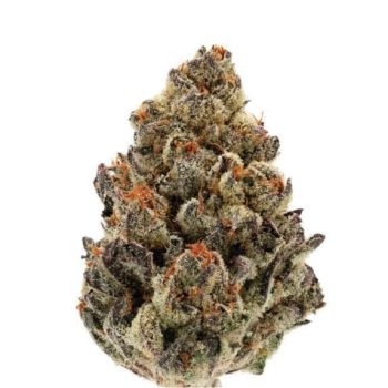 Bruce Banner III Autoflower (Growers Choice Seeds)