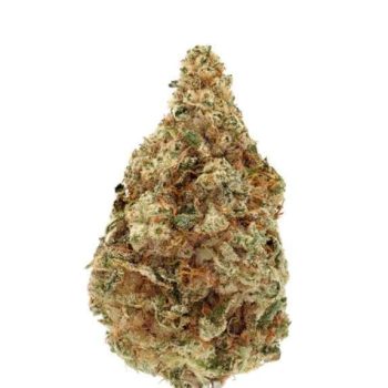 Charlotte's Dream CBD Auto (Growers Choice Seeds)