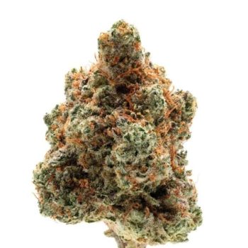 Monkey Glue auto (Growers Choice Seeds)