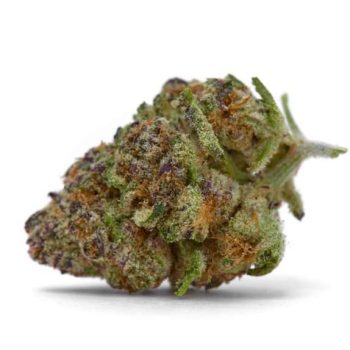 Purple Sunset Auto (Growers Choice Seeds)