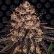 Biscotti Mintz Feminised (Barneys Farm Seeds)