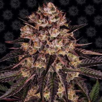 Biscotti Mintz Feminised (Barneys Farm Seeds)