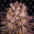 Mimosa x Orange punch feminised (Barneys Farm Seeds)