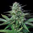 Wedding Crasher (Royal Queen Seeds)