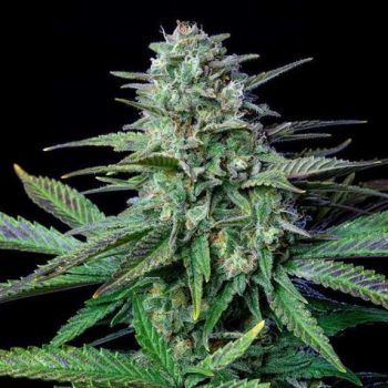 Wedding Crasher (Royal Queen Seeds)