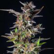 Watermelon Auto (Royal Queen Seeds)
