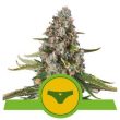 Sherbet Queen Automatic (Royal Queen Seeds)