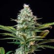 Royal Runtz (Royal Queen Seeds)