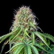 Royal CBG Automatic (Royal Queen Seeds)