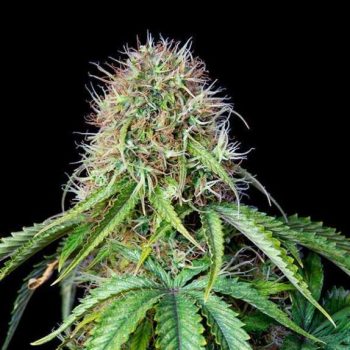 Royal CBG Automatic (Royal Queen Seeds)