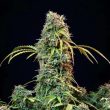 Royal CBDV Automatic (Royal Queen Seeds)