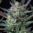 Purple Punch Automatic (Royal Queen Seeds)