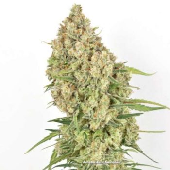 Amsterdam Amnesia (Dutch Passion Seeds)