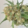 Skywalker Haze (Dutch Passion Seeds)