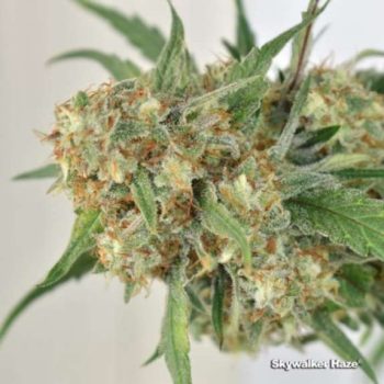 Skywalker Haze (Dutch Passion Seeds)