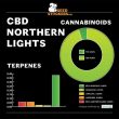 CBD Northern Lights Feminised (SeedStockers Seeds)