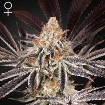Dark Phoenix Feminised (Green House Seeds)