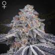 Velvet Moon Feminised (Green House Seeds)