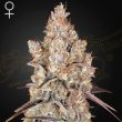 Holy Snow Feminised (Green House Seeds)