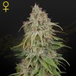GH Amnesia Feminised (Green House Seeds)