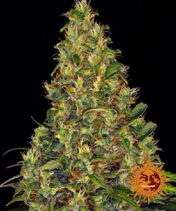 Amnesia Haze Auto Feminised (Barneys Farm Seeds)