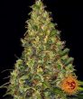 Amnesia Haze Auto Feminised (Barneys Farm Seeds)