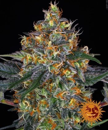 Moby Dick Auto Feminised (Barneys Farm Seeds)