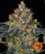 Moby Dick Auto Feminised (Barneys Farm Seeds)
