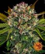 Strawberry Cheesecake auto feminised (Barneys Farm Seeds)