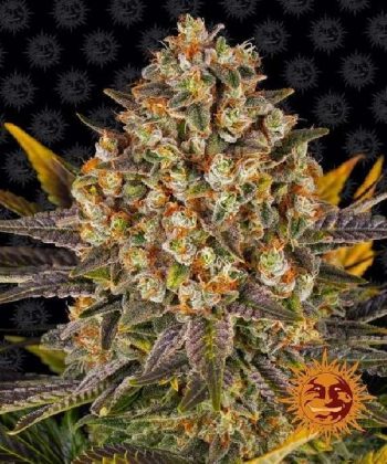 Banana Punch Feminised (Barneys Farm Seeds)
