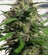 New Caledonia (Ace Seeds)