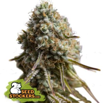 Wedding glue auto feminised (SeedStockers Seeds)