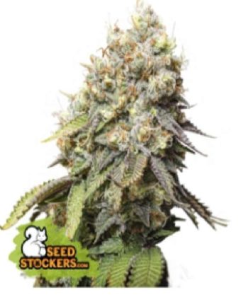 Bruce Banner (SeedStockers Seeds)