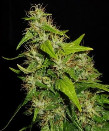 Tikal feminised (Ace Seeds)