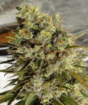 Haze x Kali China Feminized (Ace Seeds)