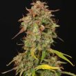 Santa Marta Haze auto (SeedStockers Seeds)