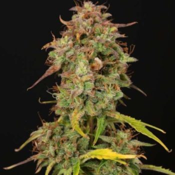 Santa Marta Haze auto (SeedStockers Seeds)