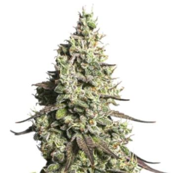 Moby Dick Auto (SeedStockers Seeds)
