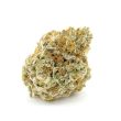 Forbidden Runtz feminised (Growers Choice Seeds)
